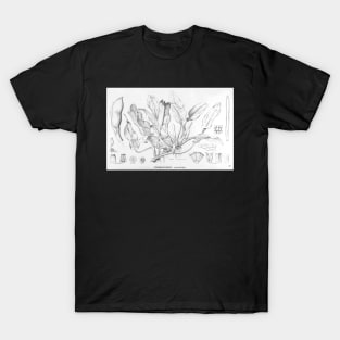 Philodendron martianum - black and white ink botanical illustration T-Shirt